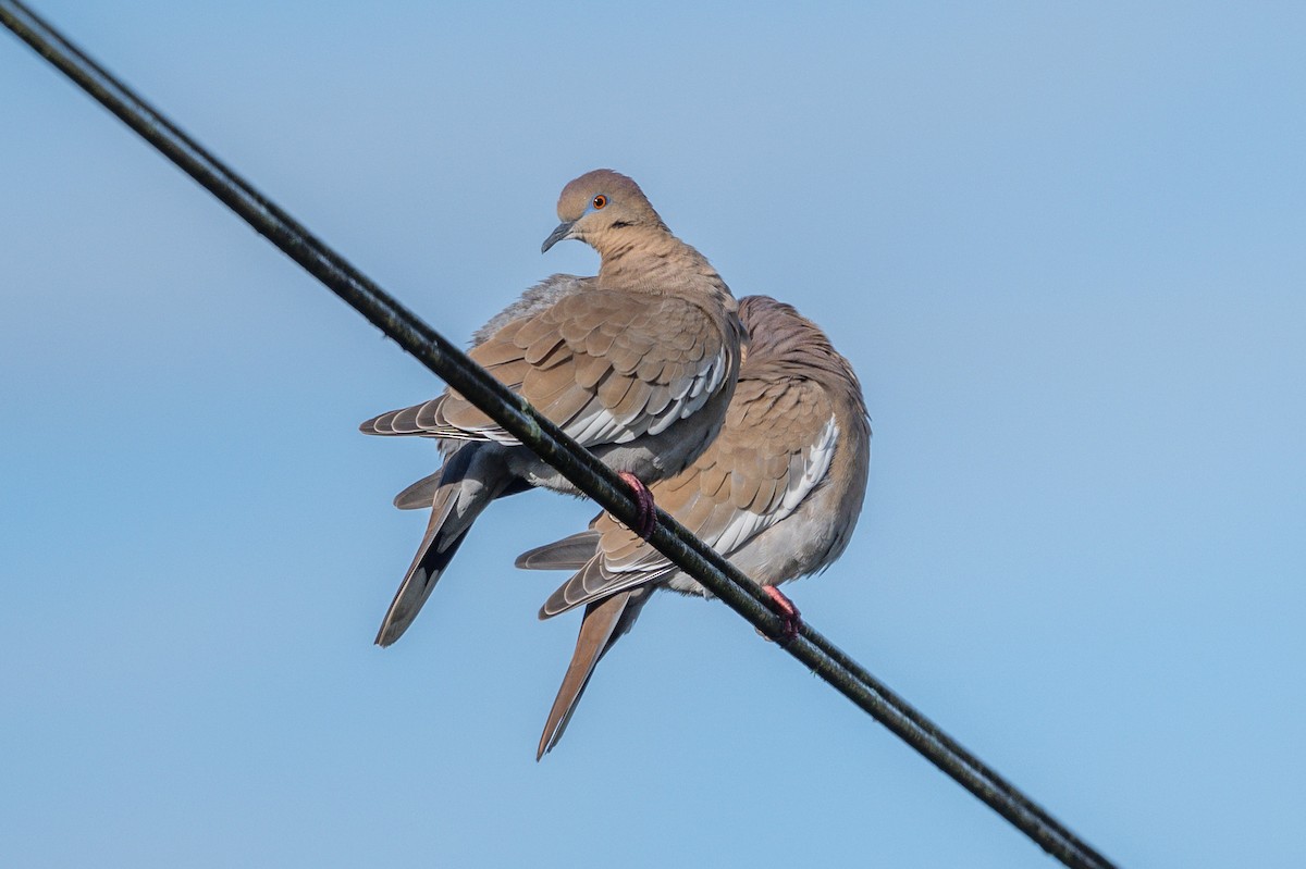White-winged Dove - ML643562302