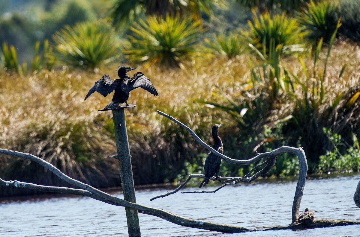 Cormorán Grande - ML643562307