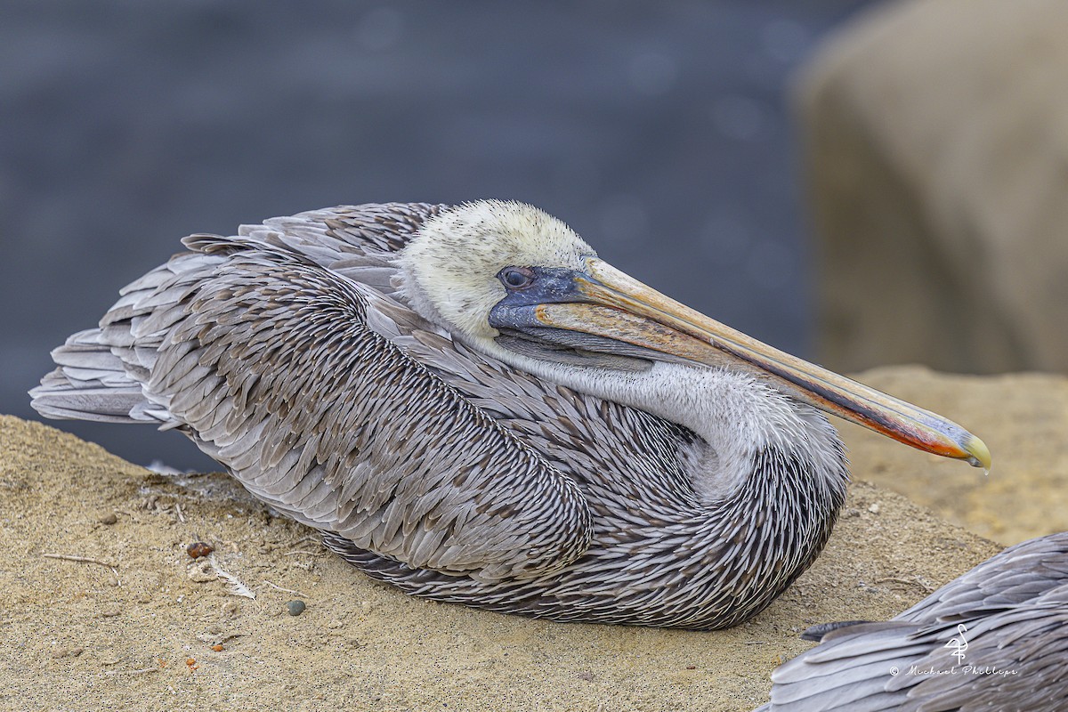 カッショクペリカン（californicus） - ML643562308