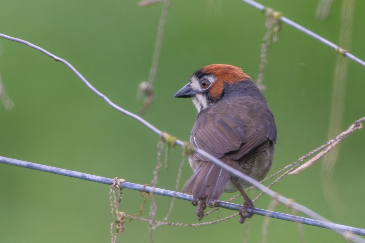 Cabanis's Ground-Sparrow - ML643562312