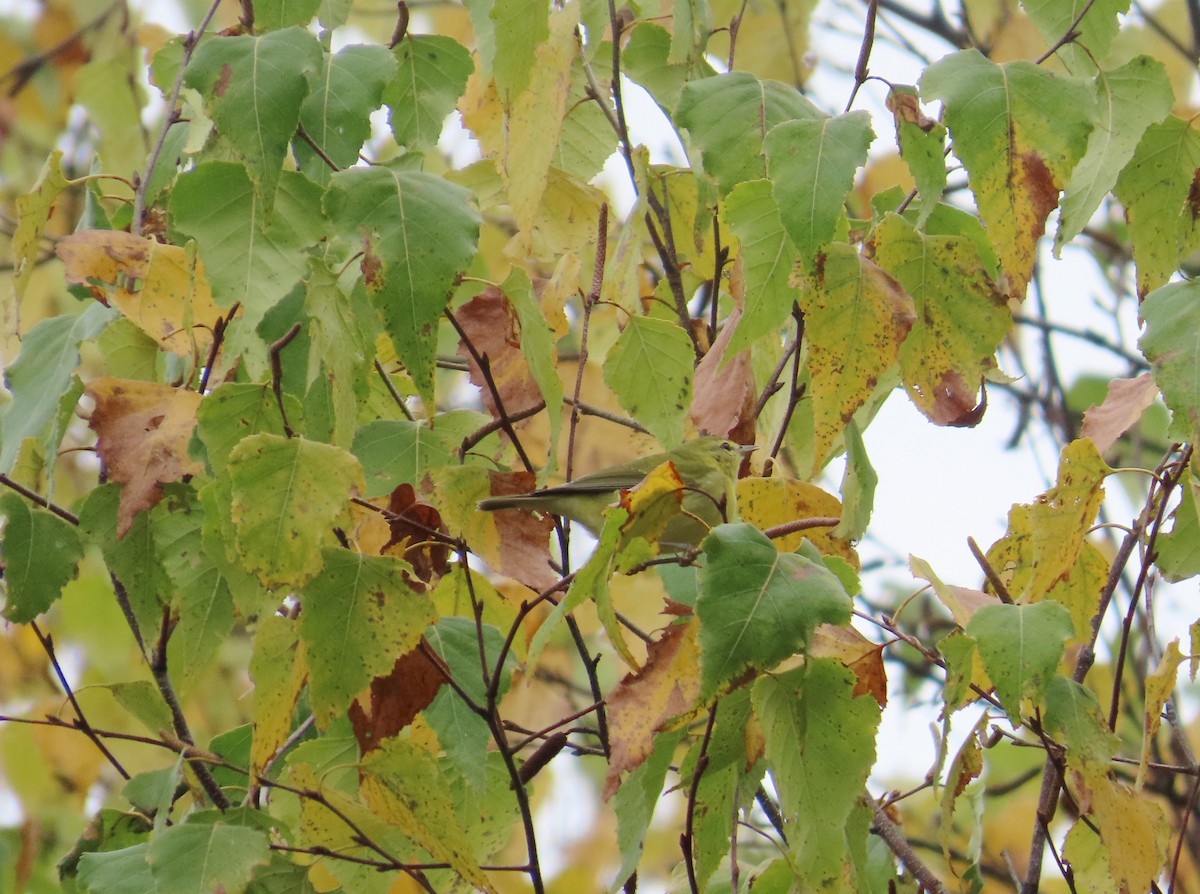 Tennessee Warbler - ML643562316