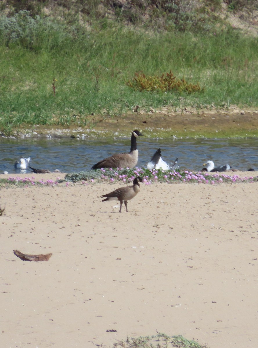 Cackling Goose - ML643562322