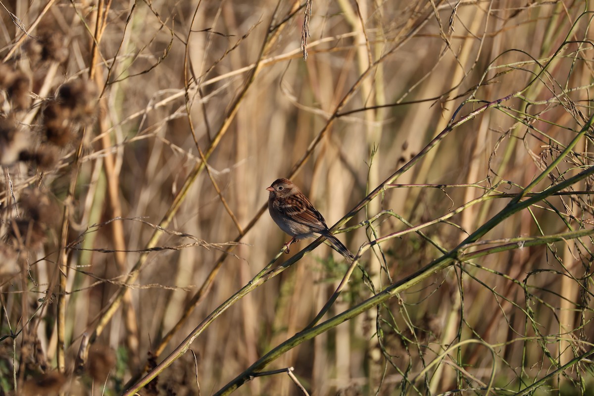 Field Sparrow - ML643562326