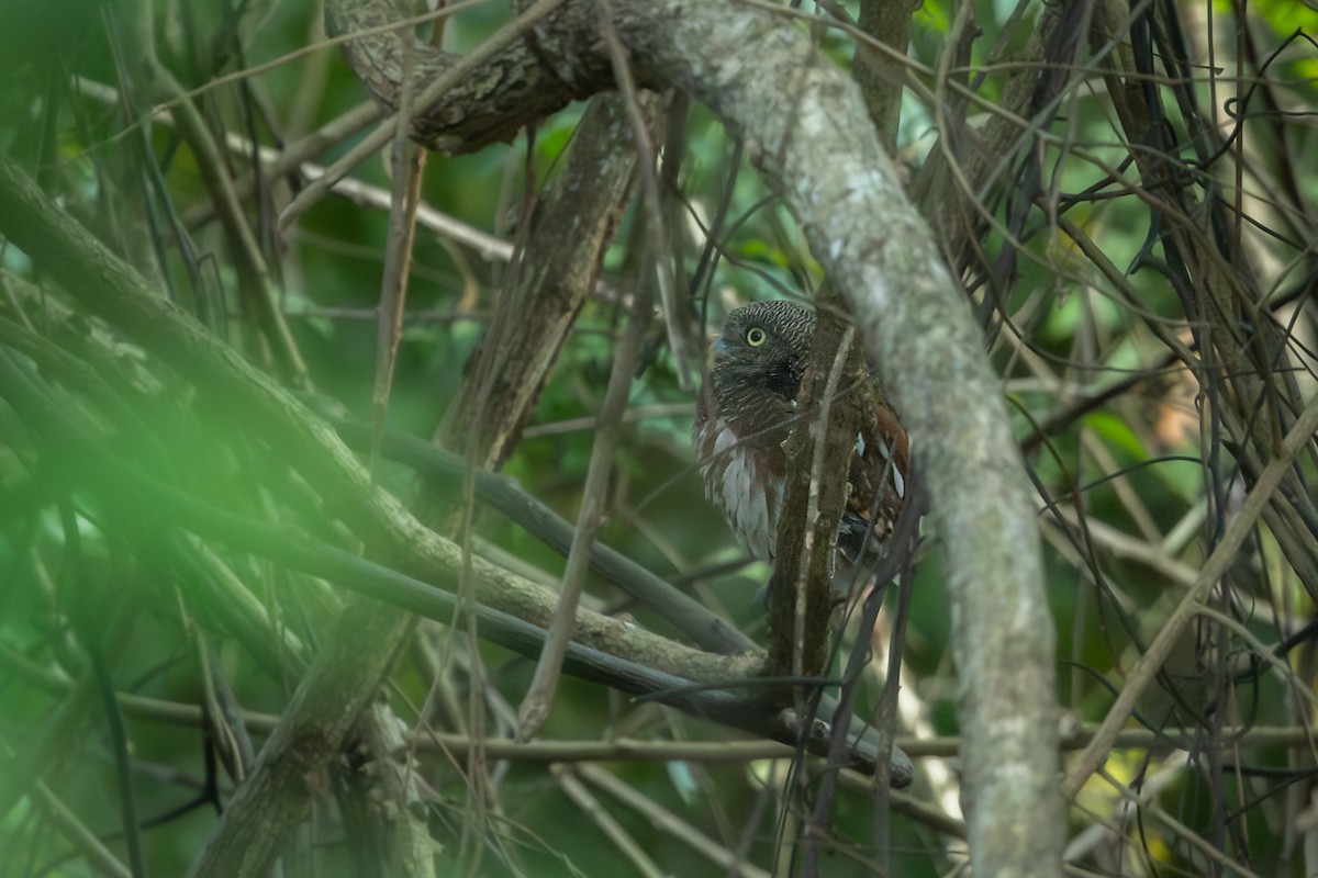 Javan Owlet - ML643562327