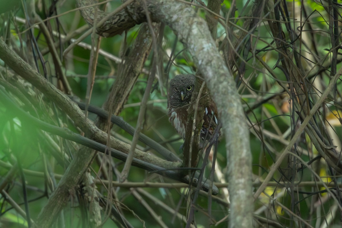 Javan Owlet - ML643562328