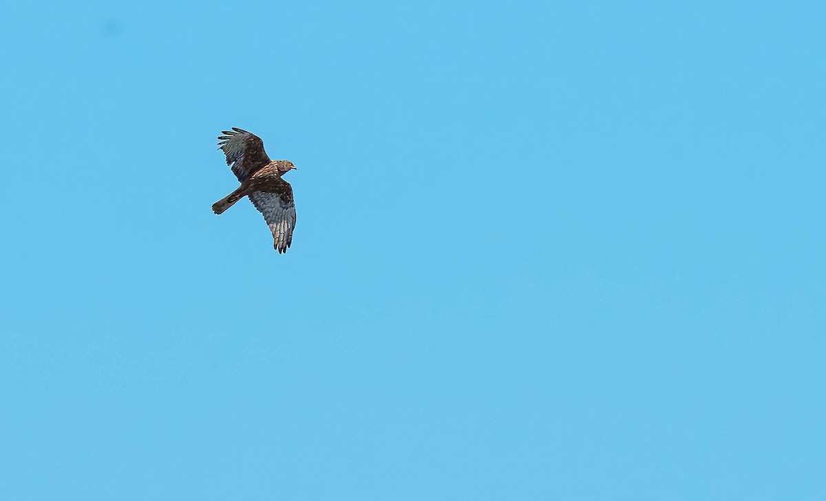 Aguilucho Lagunero del Pacífico - ML643562339