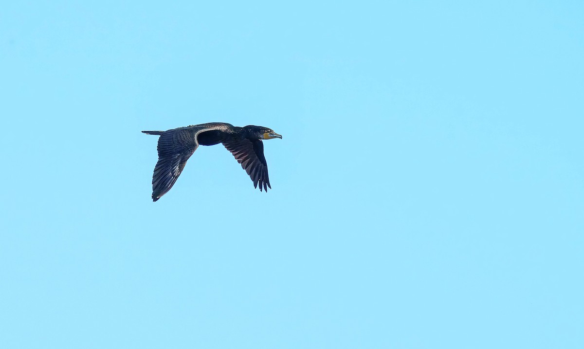 Cormorán Grande - ML643562344