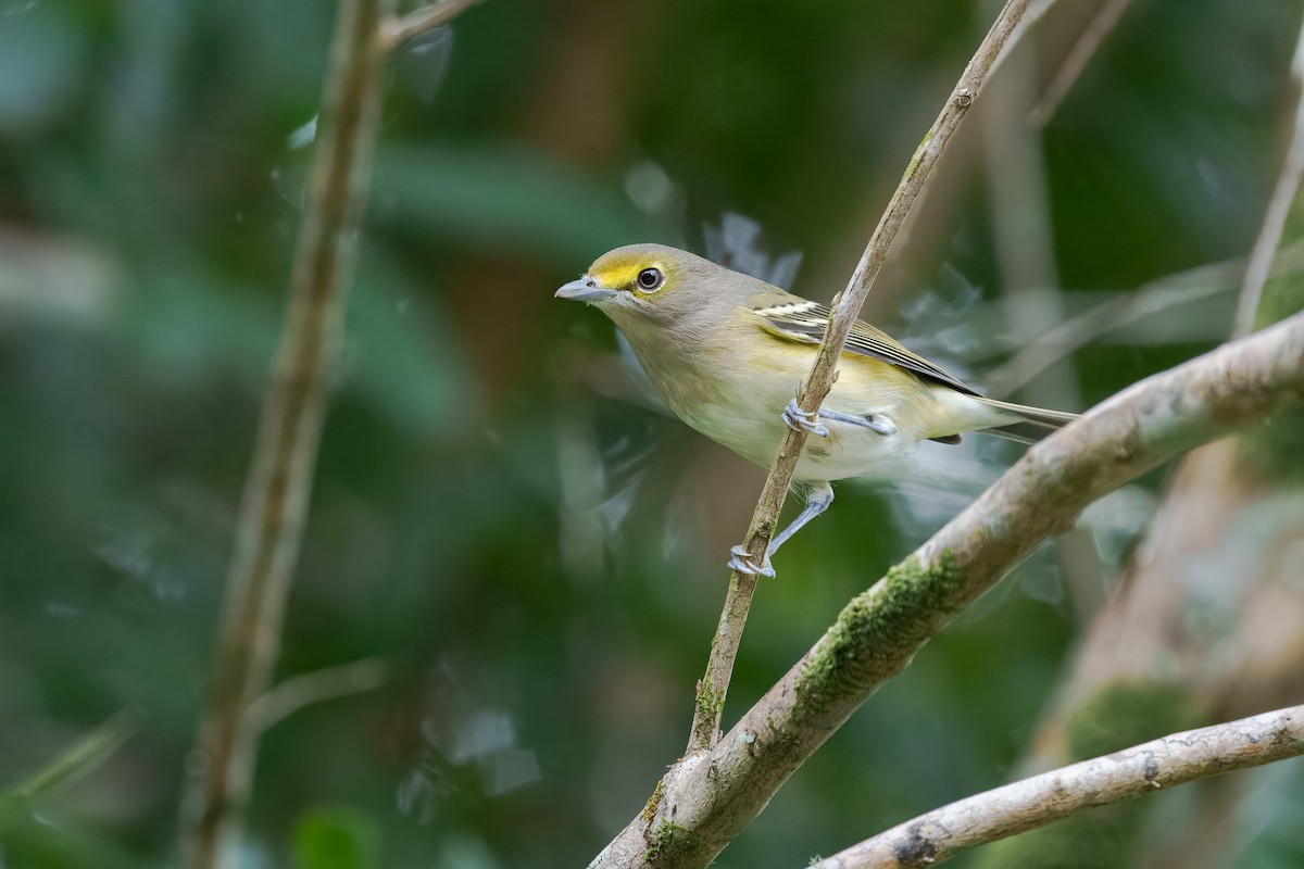hvitøyevireo - ML643562349