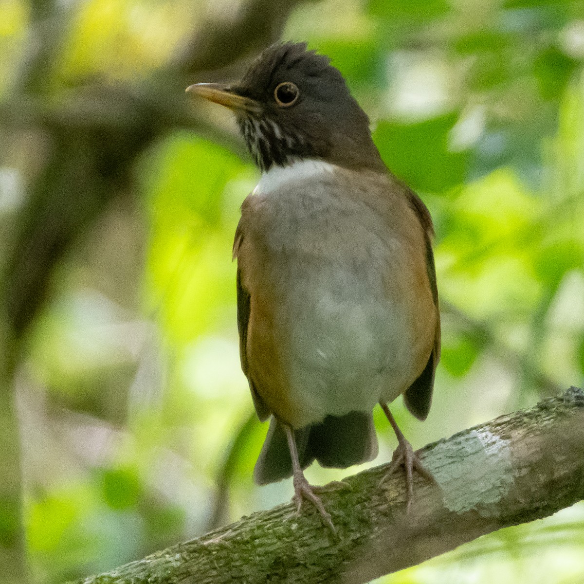 White-necked Thrush - ML643562351