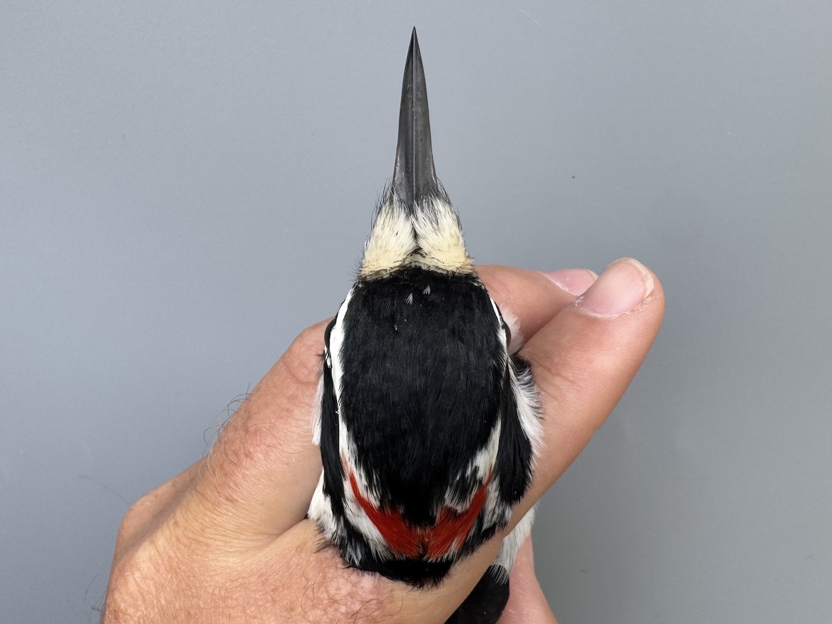 Hairy Woodpecker (Eastern) - ML643562354
