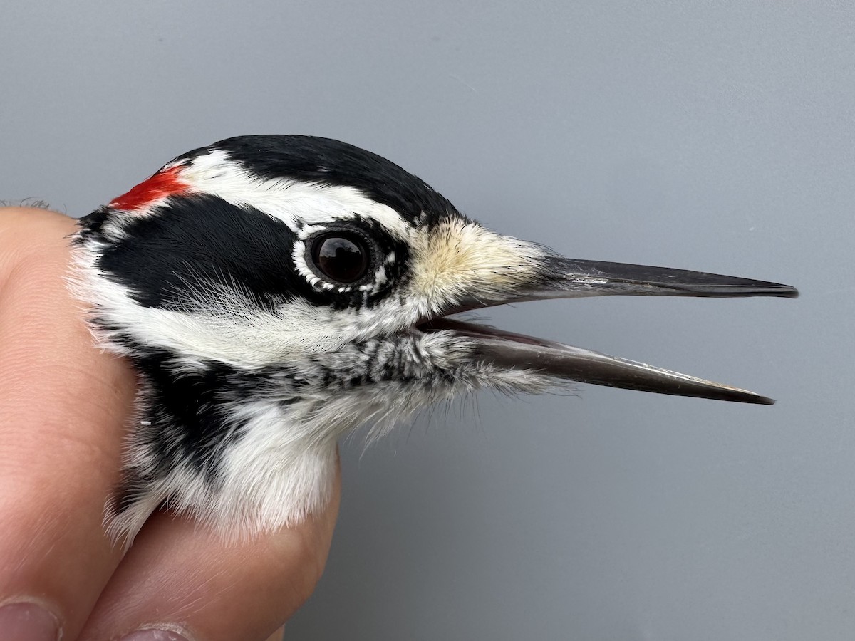 Hairy Woodpecker (Eastern) - ML643562355
