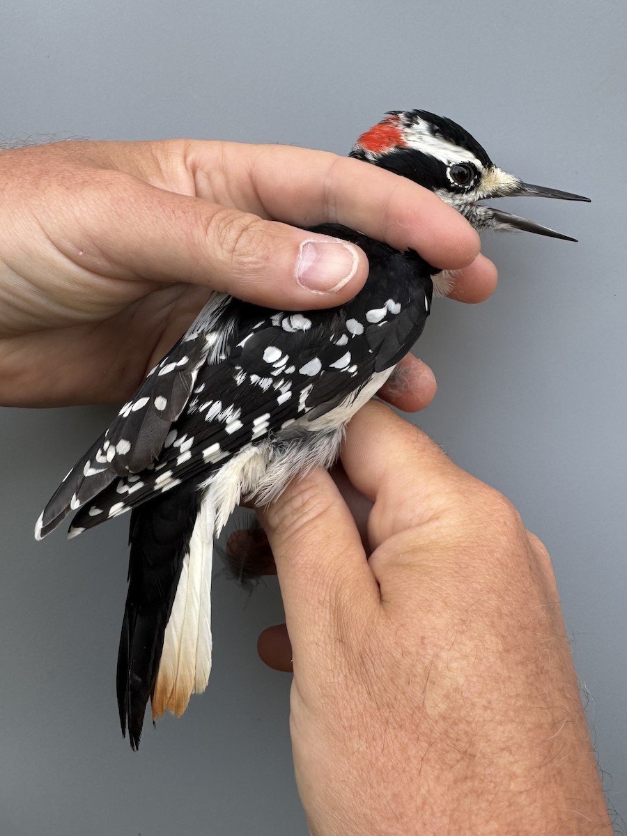Hairy Woodpecker (Eastern) - ML643562356