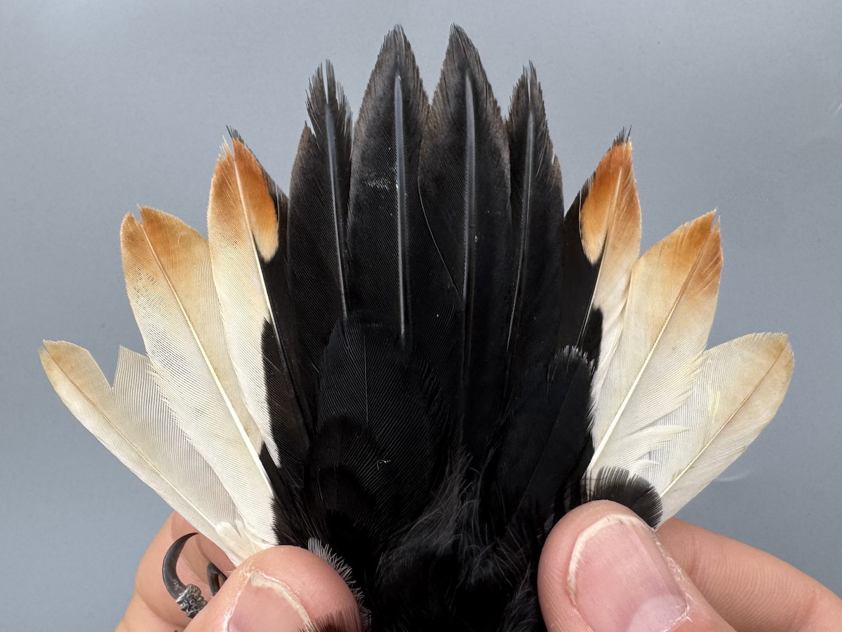 Hairy Woodpecker (Eastern) - ML643562357