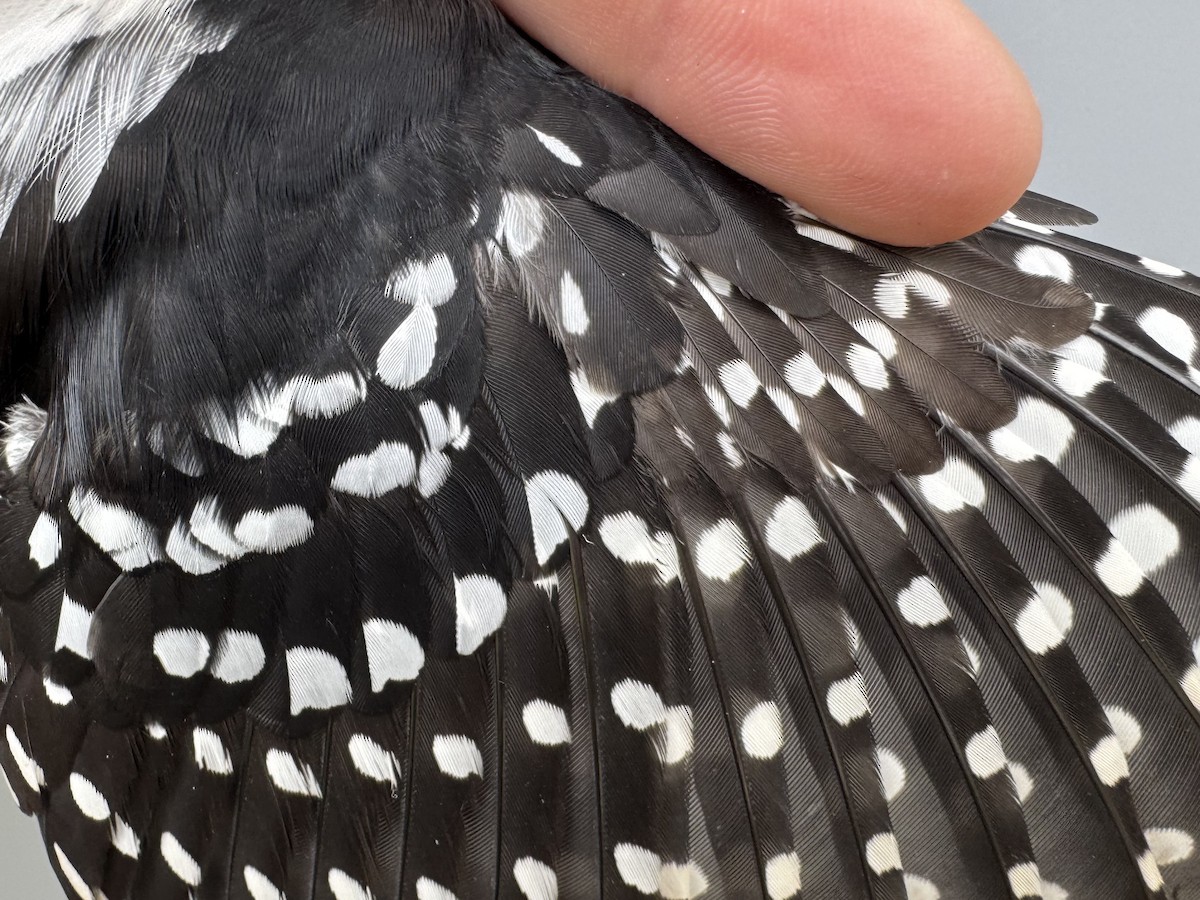 Hairy Woodpecker (Eastern) - ML643562358
