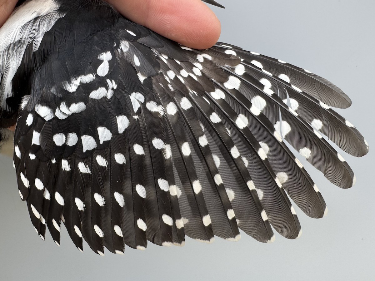 Hairy Woodpecker (Eastern) - ML643562359