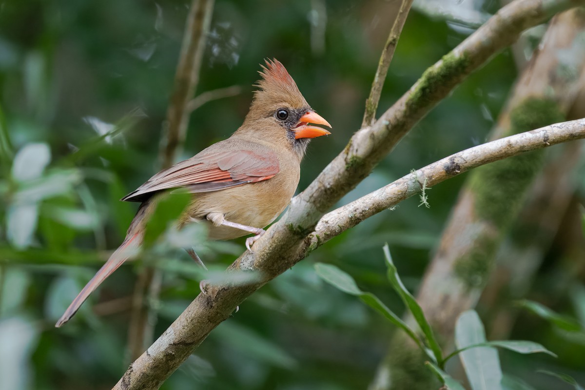 Northern Cardinal - ML643562360