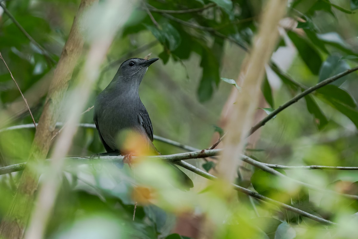 Gray Catbird - ML643562363