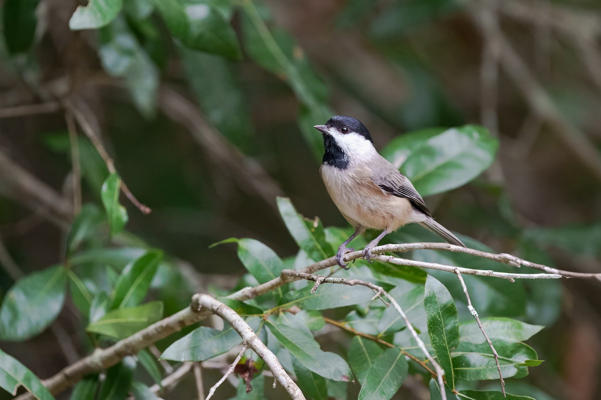 Carolina Chickadee - ML643562365