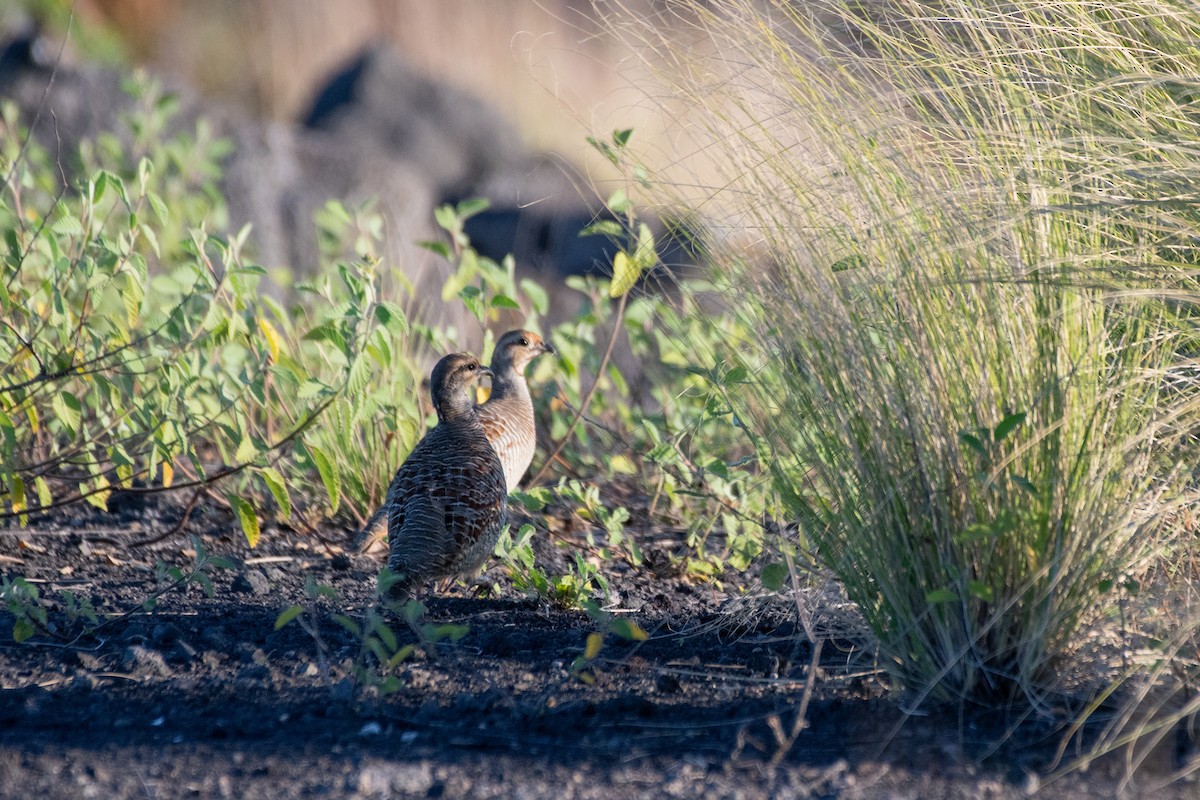 Gray Francolin - ML643562367