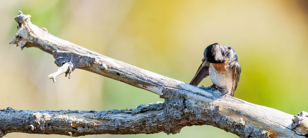 Golondrina Australiana - ML643562370