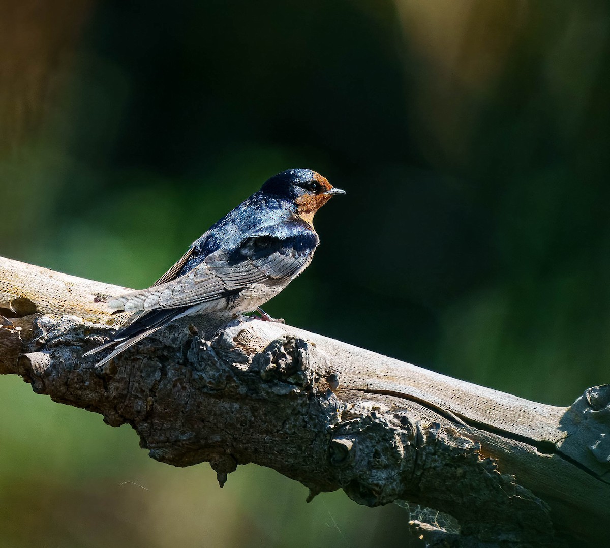 Golondrina Australiana - ML643562371