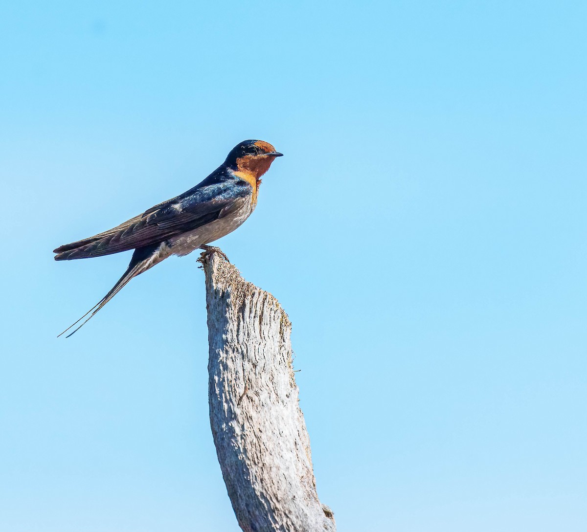 Golondrina Australiana - ML643562372