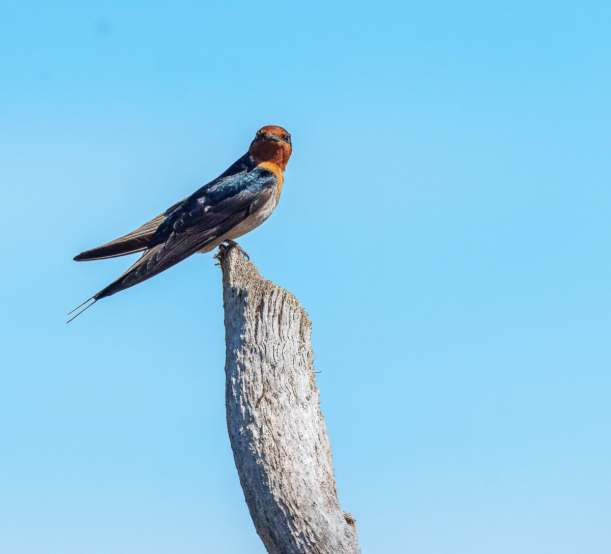 Golondrina Australiana - ML643562373