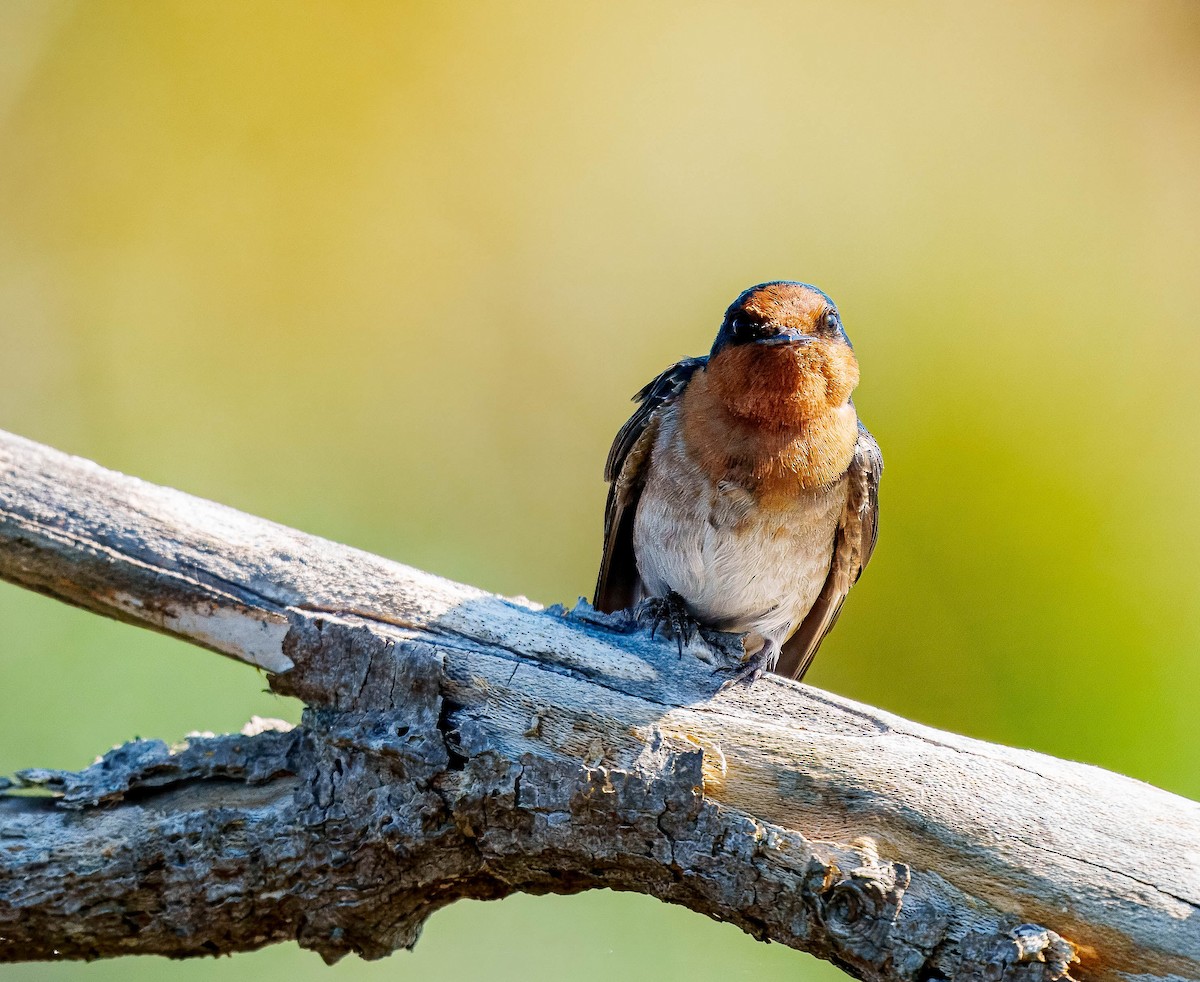 Golondrina Australiana - ML643562374