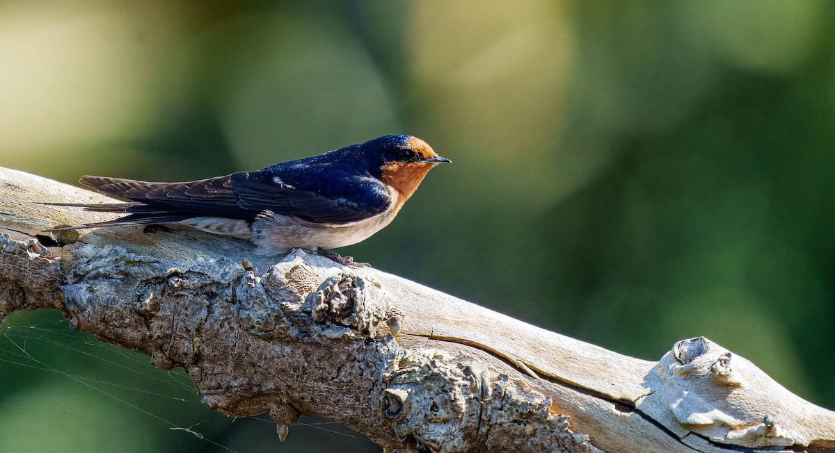 Golondrina Australiana - ML643562375