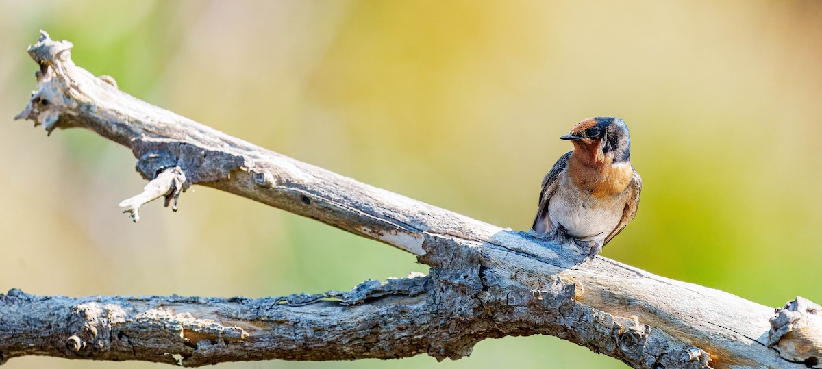 Golondrina Australiana - ML643562376