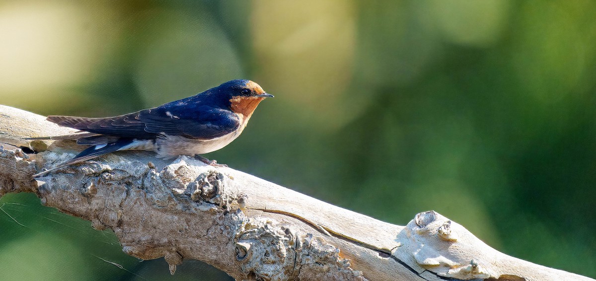 Golondrina Australiana - ML643562377