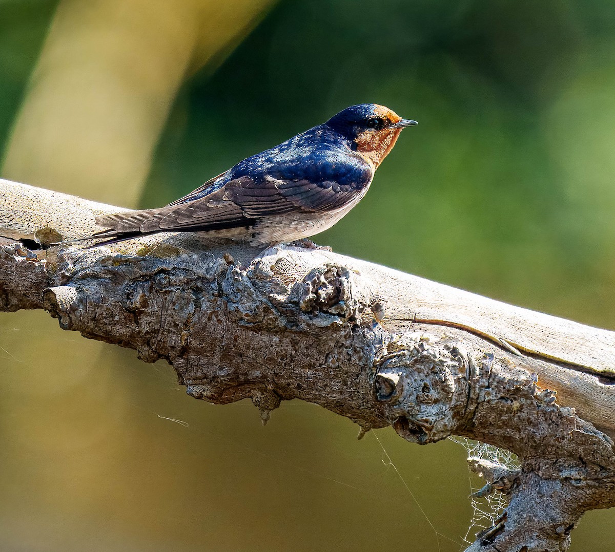 Golondrina Australiana - ML643562378