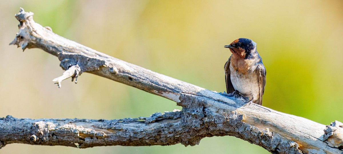 Golondrina Australiana - ML643562380
