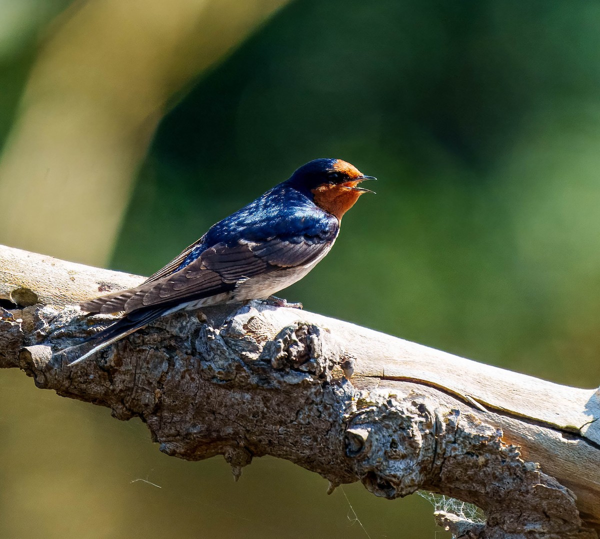 Golondrina Australiana - ML643562382