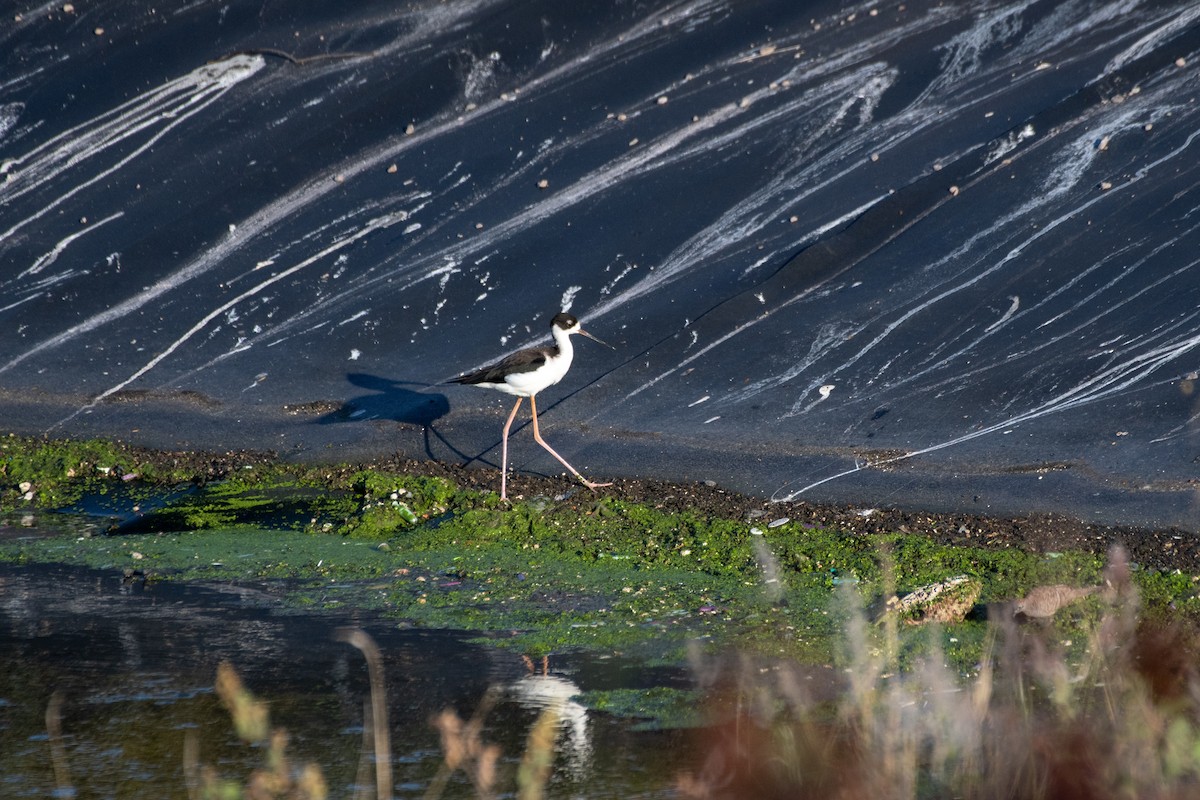 Black-necked Stilt (Hawaiian) - ML643562392