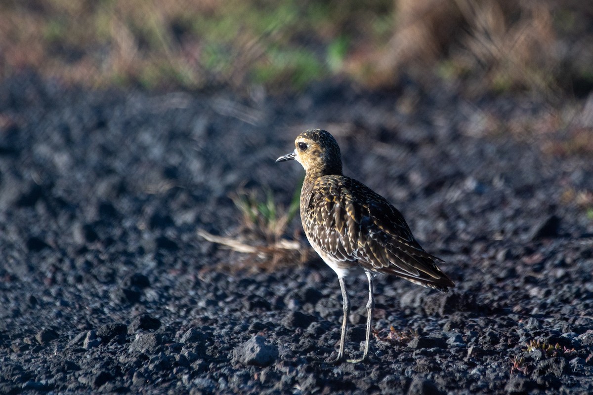 Pacific Golden-Plover - ML643562399