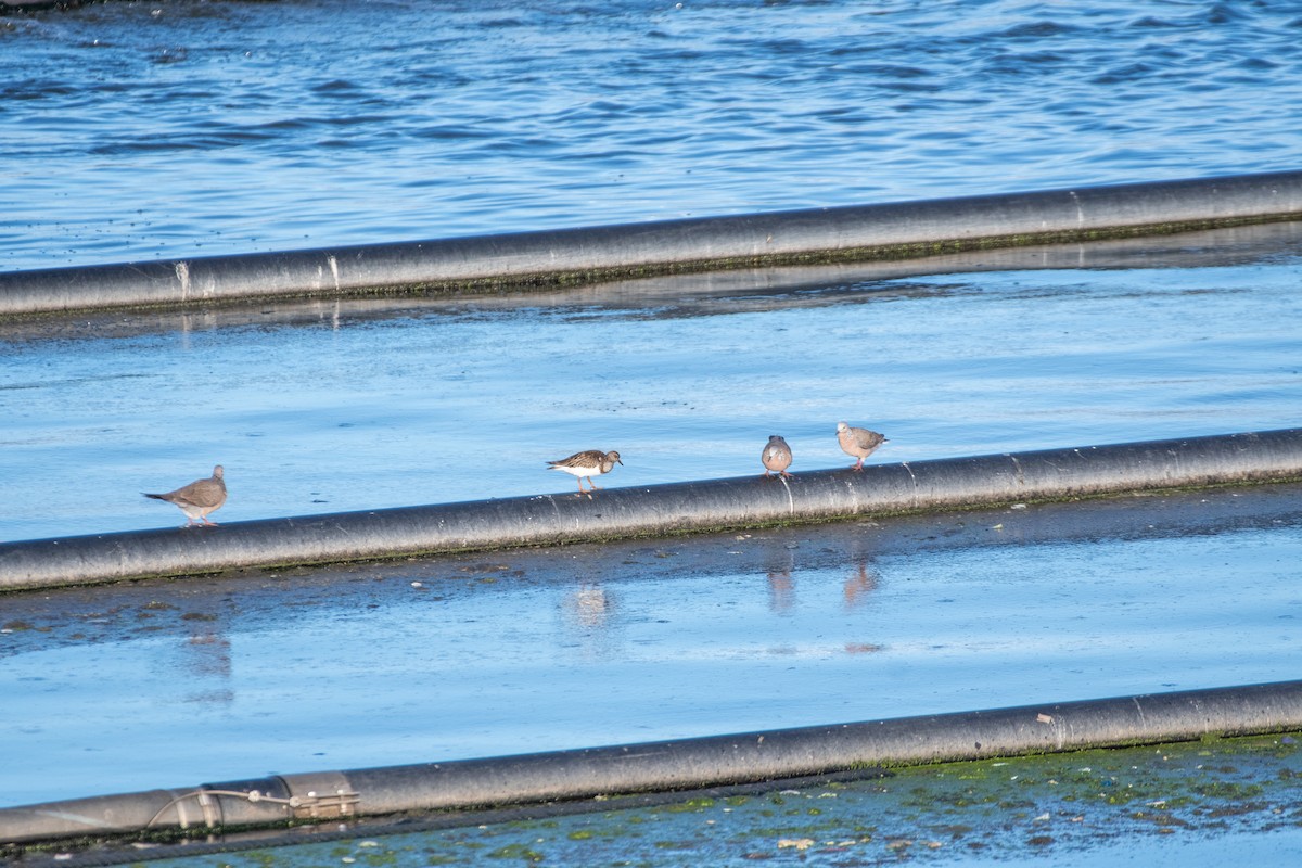 Ruddy Turnstone - ML643562410