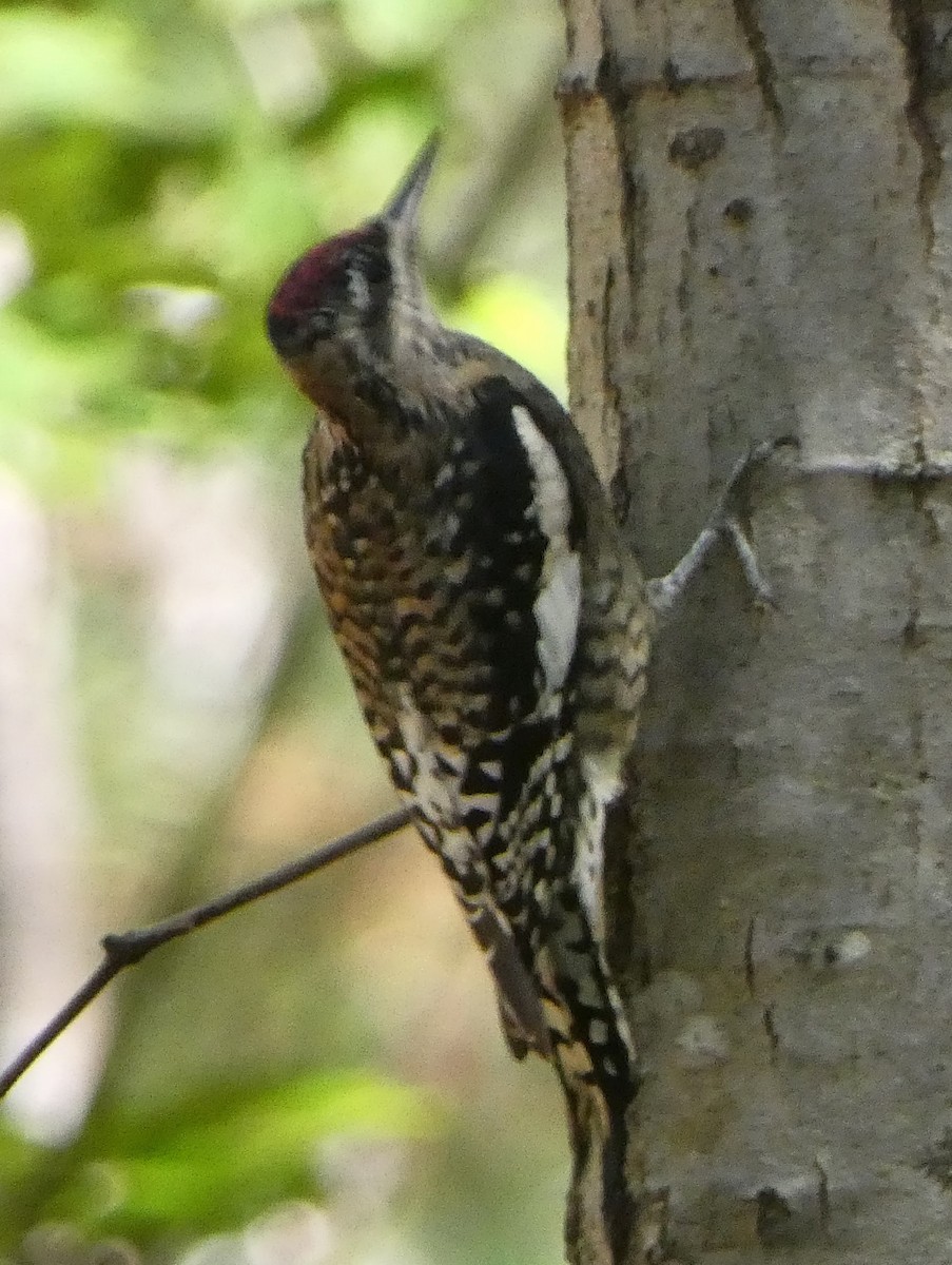 Yellow-bellied Sapsucker - ML643562412