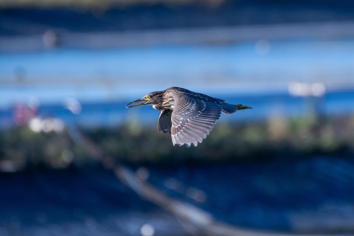 Black-crowned Night Heron - ML643562416