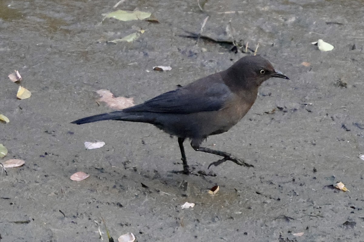 Rusty Blackbird - ML643562417