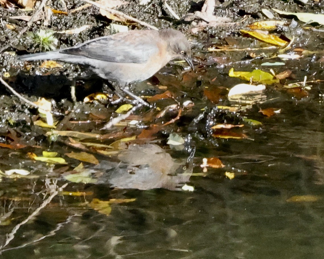 Rusty Blackbird - ML643562418
