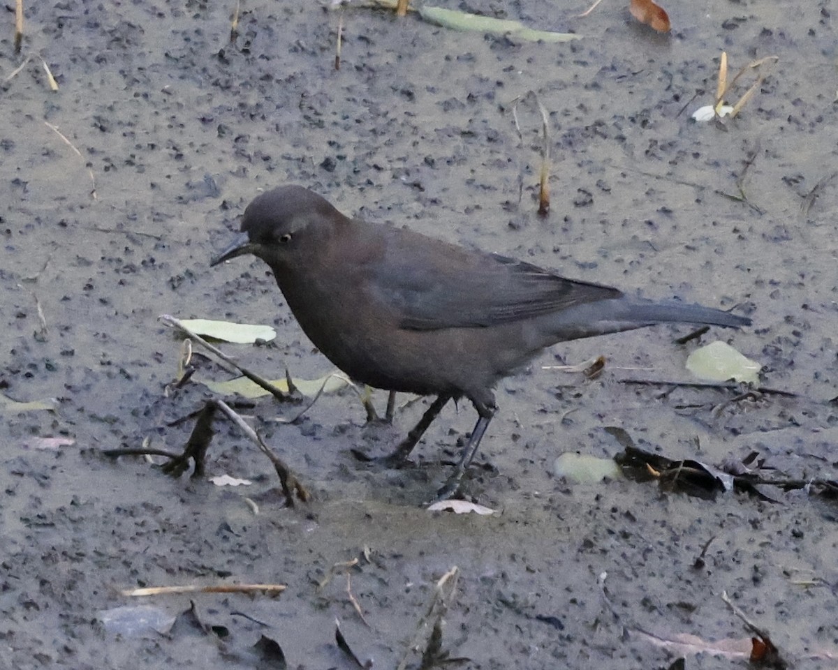 Rusty Blackbird - ML643562419