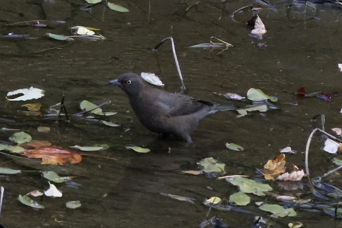 Rusty Blackbird - ML643562420