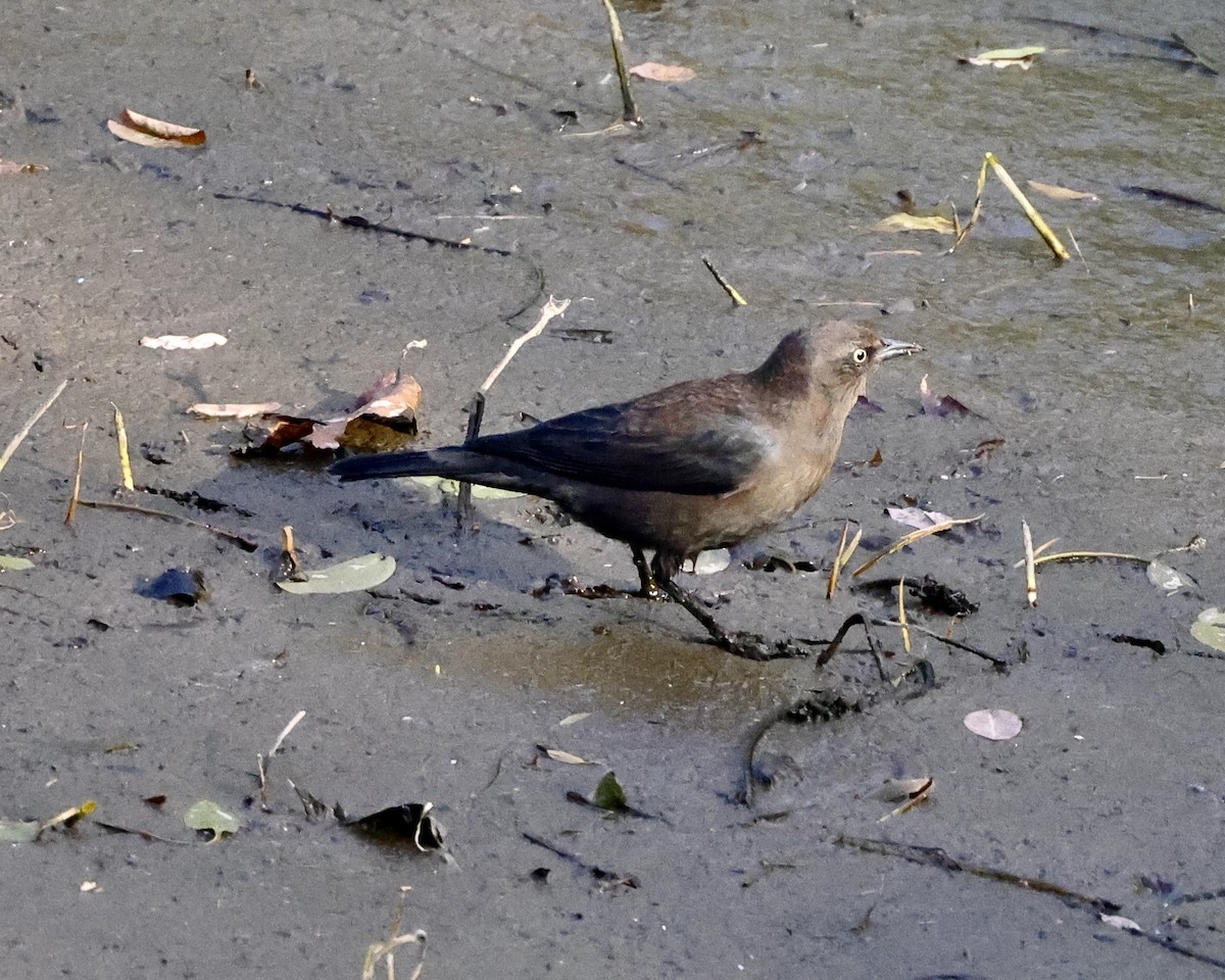 Rusty Blackbird - ML643562421
