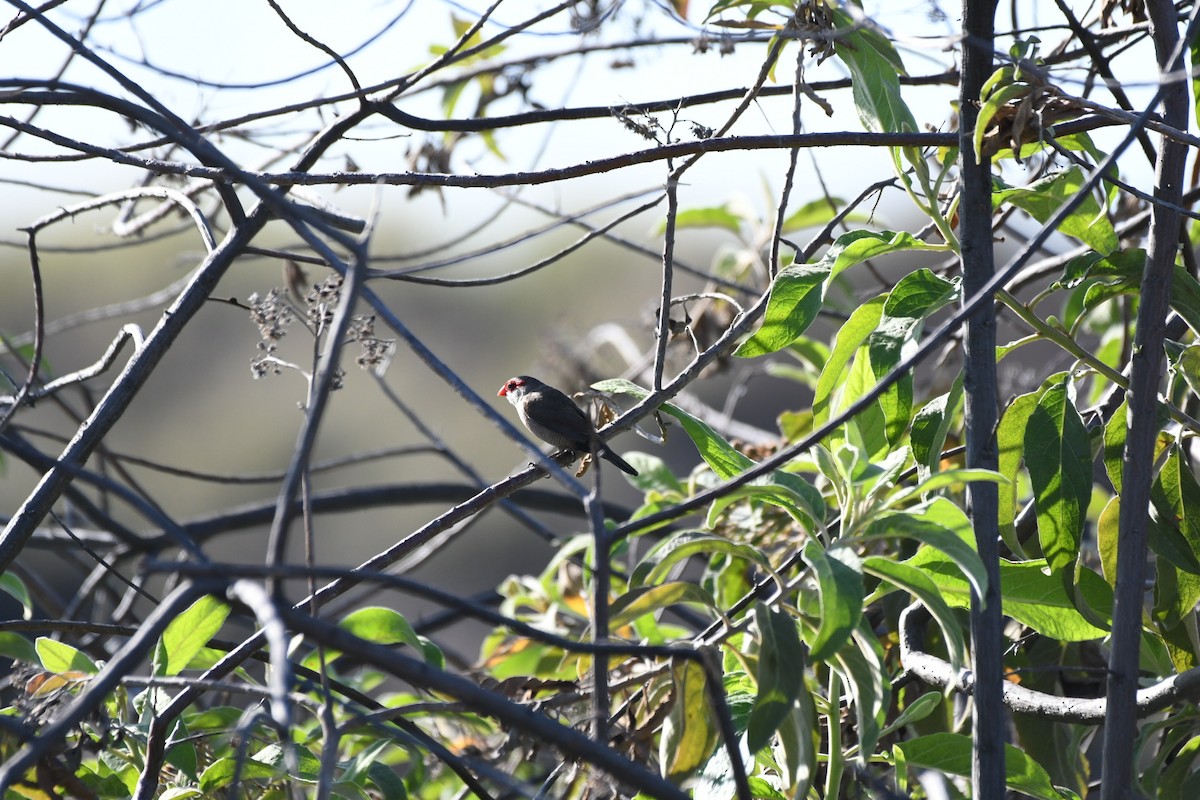 Common Waxbill - ML643562429