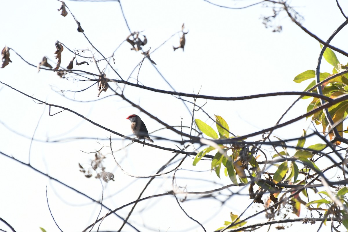 Common Waxbill - ML643562430