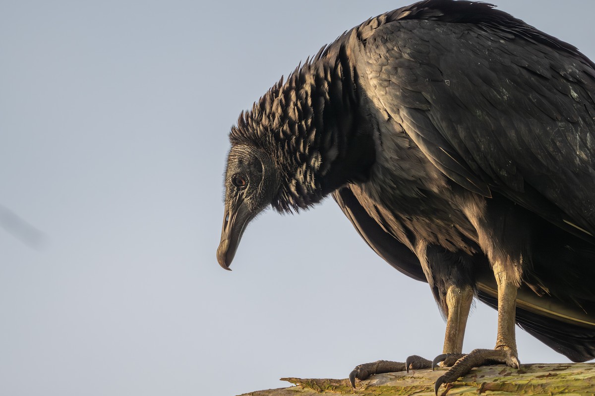 Black Vulture - ML643562432