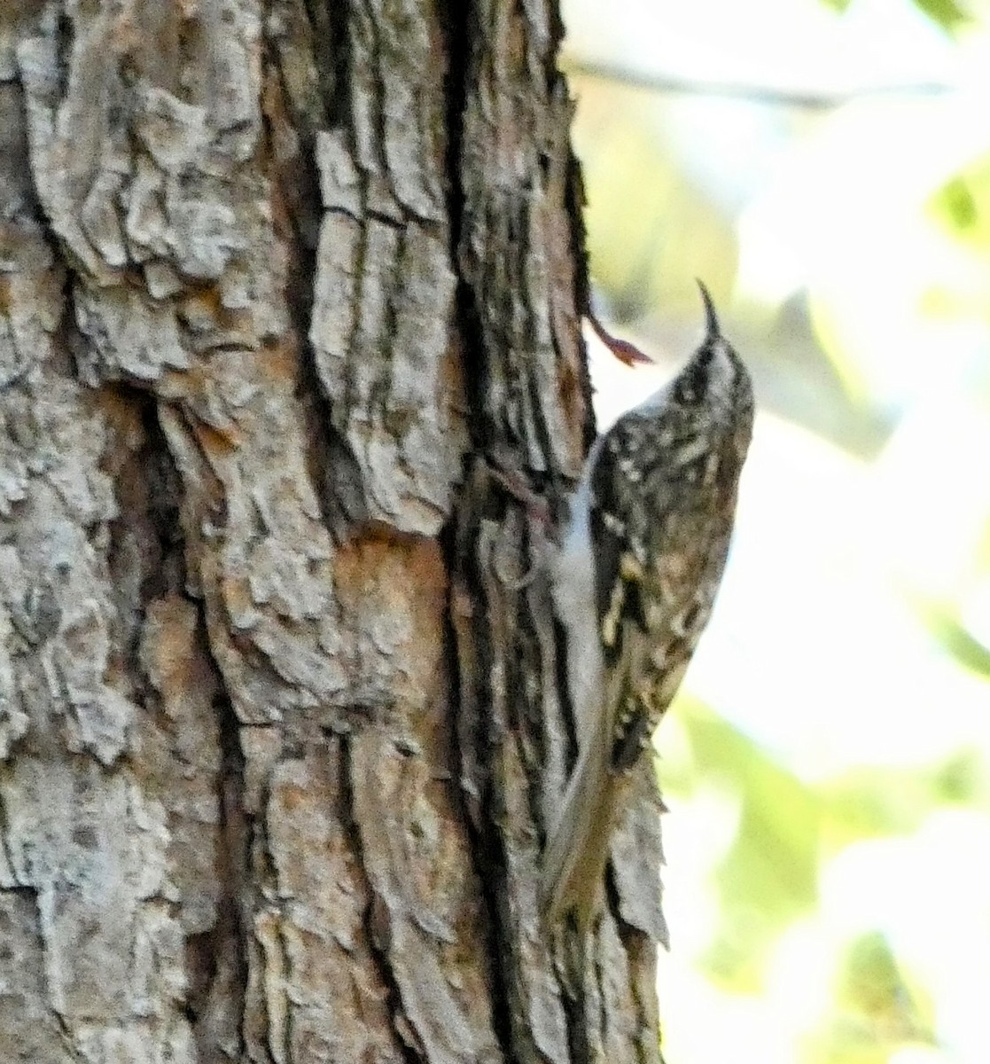 Brown Creeper - ML643562434