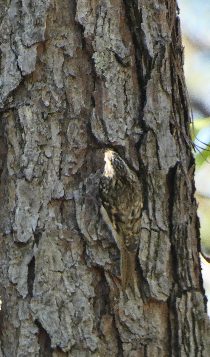 Brown Creeper - ML643562435