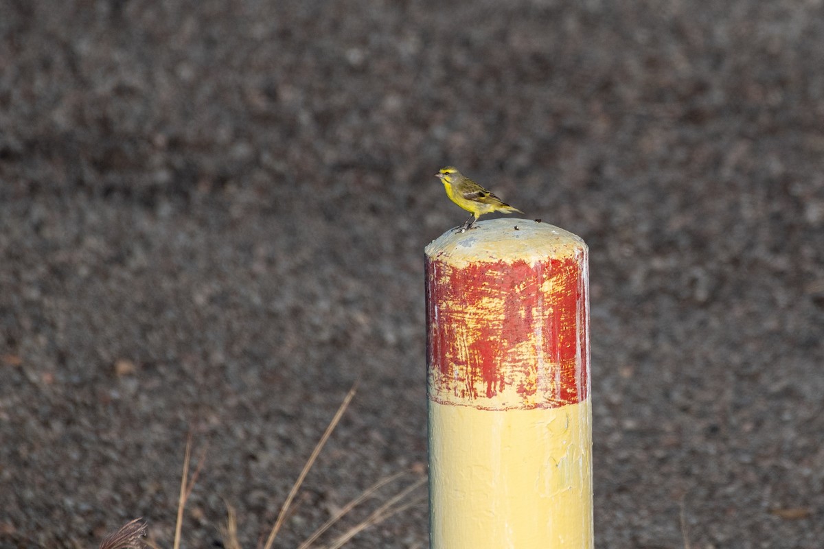 Yellow-fronted Canary - ML643562436
